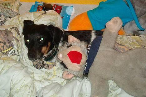 Dansk svensk gaardhund Piv *Englebarn* - Hallo! billede 8