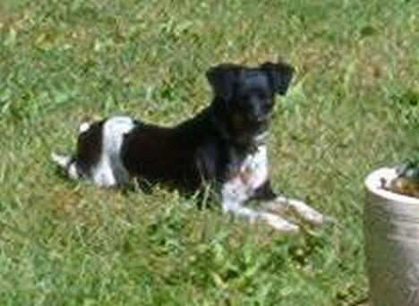 Dansk svensk gaardhund Piv *Englebarn* - Her ses Piv i haven omkring 4 mdr. efter operationen. billede 9