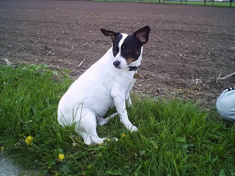 Dansk svensk gaardhund Plet - Plet, en dag, hvor det blæste. Hæh, så har hun lige fået flyveører=) billede 1