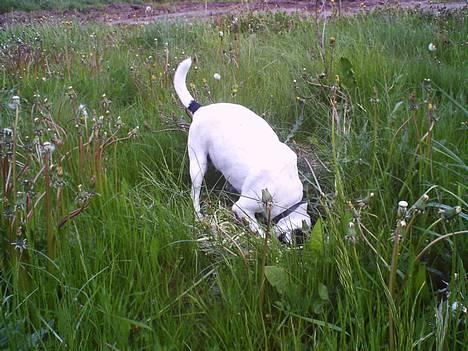 Dansk svensk gaardhund Plet - GraveGrave. Altdi godt med nogle musehuller. billede 2