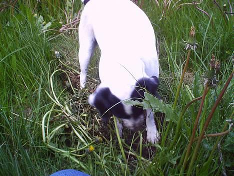 Dansk svensk gaardhund Plet - Jord på snuden. Syntes lige at dette billede skulle med... Hæh... billede 3