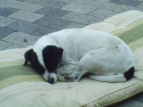 Dansk svensk gaardhund Plet - Snork! Selv en lille frisk hund, kan blive træt efter en gåtur på godt 7 km. billede 4