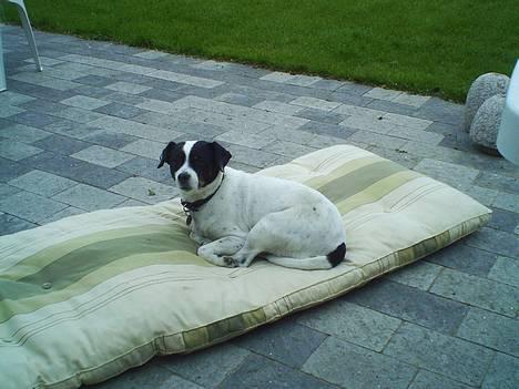 Dansk svensk gaardhund Plet - "Hvad? Var der nogle der nævnte ordet MAD?" billede 5