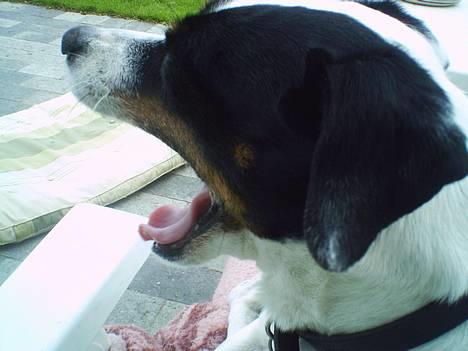 Dansk svensk gaardhund Plet - Så træt man kan være? billede 6