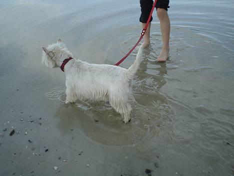 West highland white terrier Bess of white Roses - soppe uhm det er skøntttt billede 5