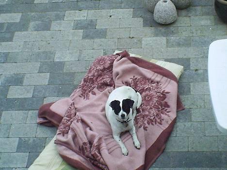 Dansk svensk gaardhund Plet - Min lille tykke hund, kigger tiggende... billede 7