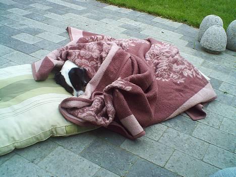 Dansk svensk gaardhund Plet - Delle, blev indhyldet i et tæppe. Og hvor kan man da se sød ud, når man sover? billede 8
