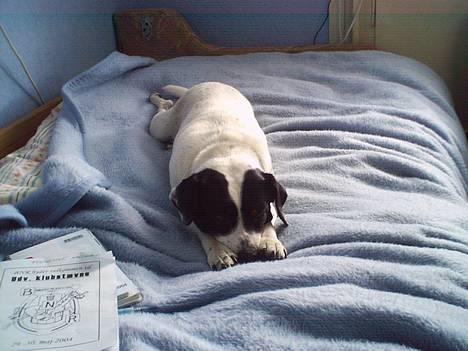 Dansk svensk gaardhund Plet - Søtte lille vovse, ligger og slaper af... billede 9