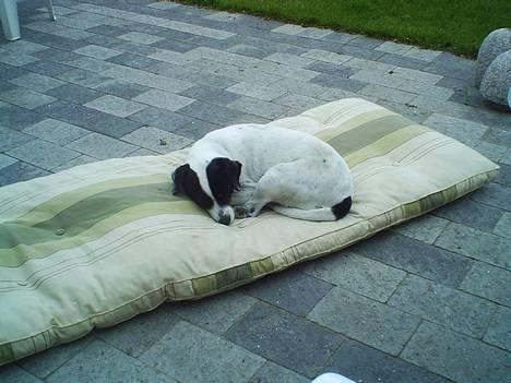 Dansk svensk gaardhund Plet - Madrasafslapning, er nu det bedste!=) billede 10