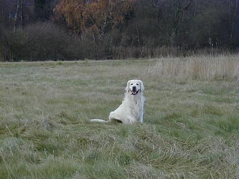 Golden retriever taz  - sig ikk at jeg ikke er trofast  billede 2