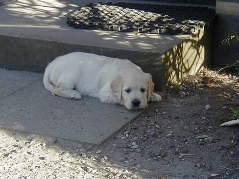Golden retriever lille manden  billede 1