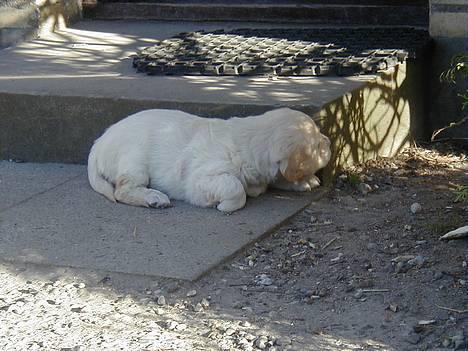 Golden retriever lille manden  billede 2