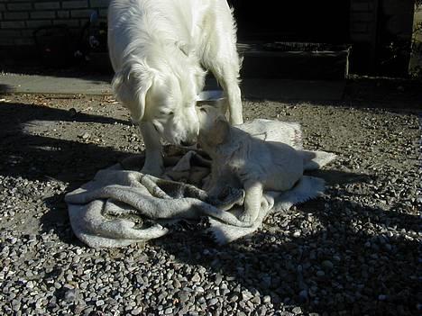Golden retriever taz  - her ser i far og søn ... billede 3