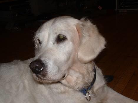 Golden retriever Queen Sarah billede 1