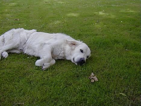 Golden retriever taz  - jeg tager lii en slapper på græsset  billede 4