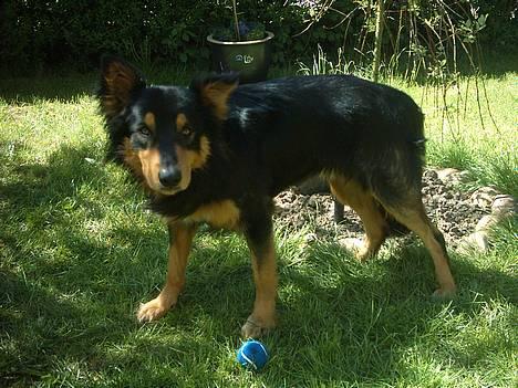 Blanding af racer Buller billede 5