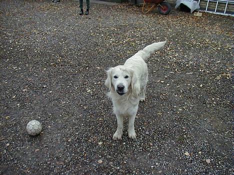Golden retriever taz  - jeg smiler nu !  billede 5