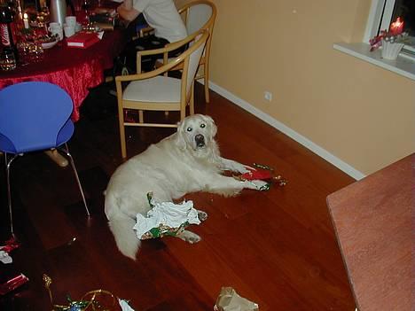 Golden retriever taz  - jeg vil også havde gaver !  billede 7