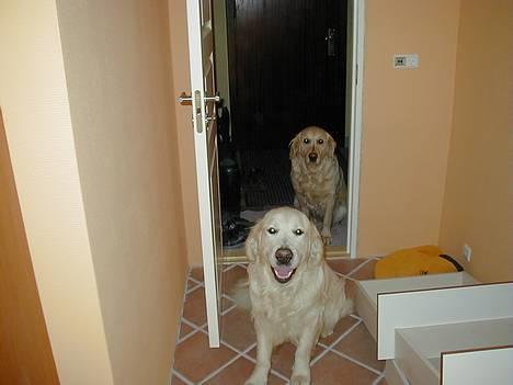 Golden retriever taz  - hey ... må vi komme ind ?  billede 8