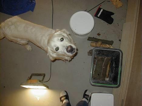 Golden retriever taz  - hva laver du der oppe ? billede 6