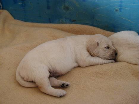 Golden retriever lille manden  billede 3