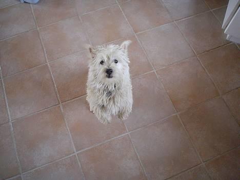 West highland white terrier Bess of white Roses - heej billede 6