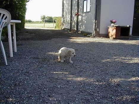 Golden retriever lille manden  billede 4