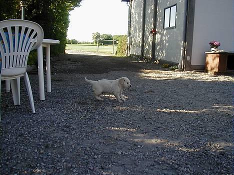 Golden retriever lille manden  billede 5