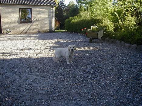 Golden retriever lille manden  billede 7