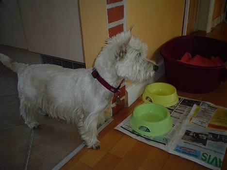 West highland white terrier Bess of white Roses billede 7