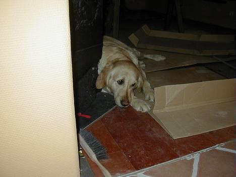 Golden retriever laura billede 1