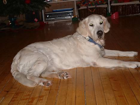 Golden retriever Queen Sarah billede 2