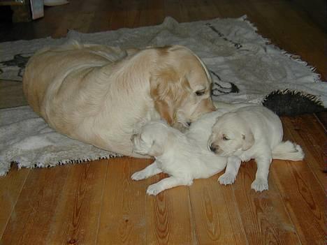 Golden retriever laura billede 2