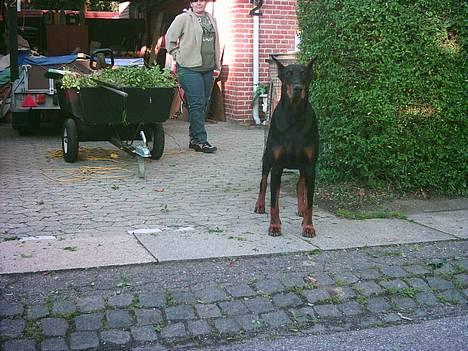 Dobermann (Genning's Sultan) Pinta billede 1