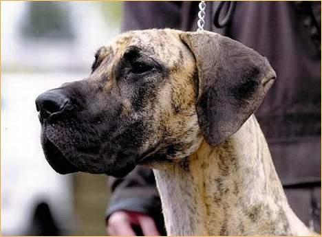 Grand danois grand dan tho´s cleo - jeg er bare så smuk billede 1