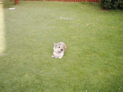 Cairn terrier Oliver - Hjemme i vores have billede 1