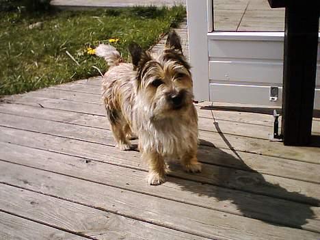 Cairn terrier Oliver billede 3