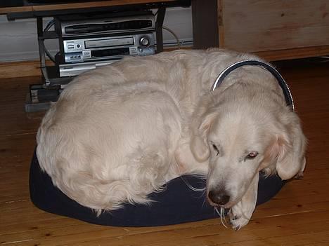 Golden retriever Queen Sarah billede 4