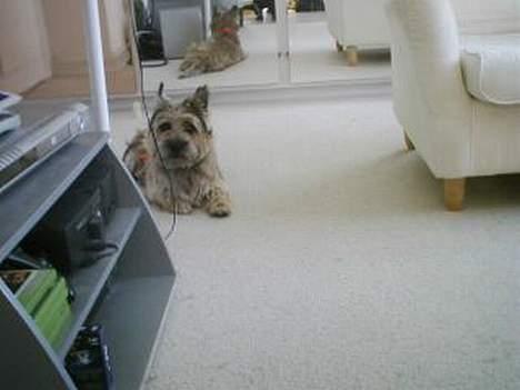 Cairn terrier Oliver - Lidt træt efter at have leget en masse billede 5