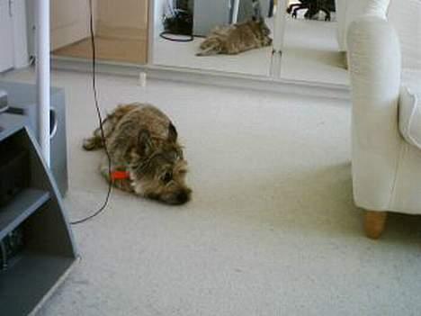 Cairn terrier Oliver - Zzzz. sove billede 6