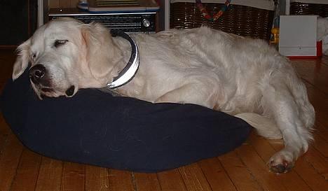 Golden retriever Queen Sarah billede 5