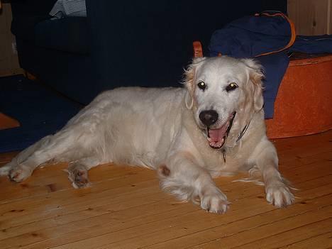 Golden retriever Queen Sarah billede 6