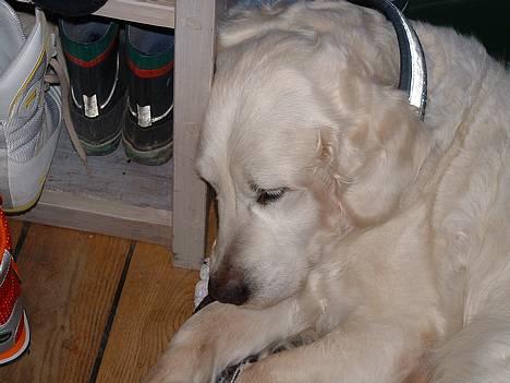 Golden retriever Queen Sarah billede 7