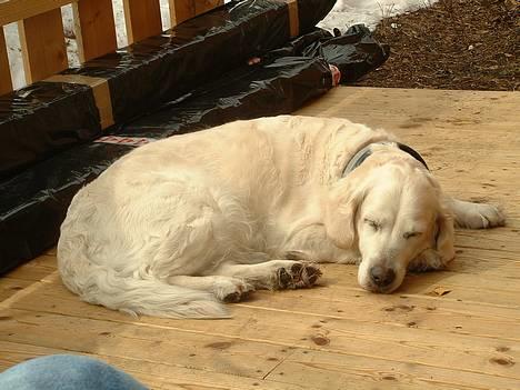 Golden retriever Queen Sarah billede 10