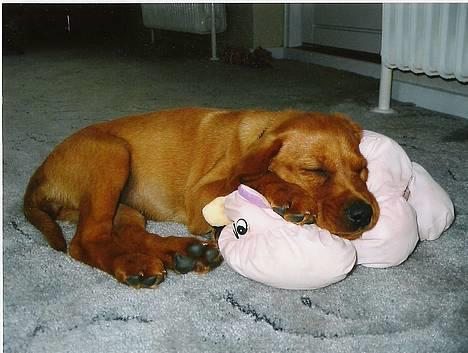 Blanding af racer Leika - Man bliver jo hurtigt træt, men hvor er det ærgeligt, når man lige var igang med at lege c",) billede 4