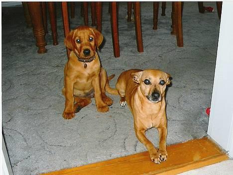 Blanding af racer Leika - Leika til venstre og Kandis til højre, Leika er her bare 9 uger gammel billede 5