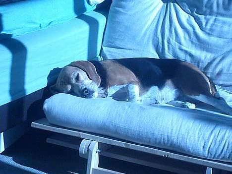 Beagle Tilde - ZzZzZzZ tager lige en lur på Bellas seng billede 1