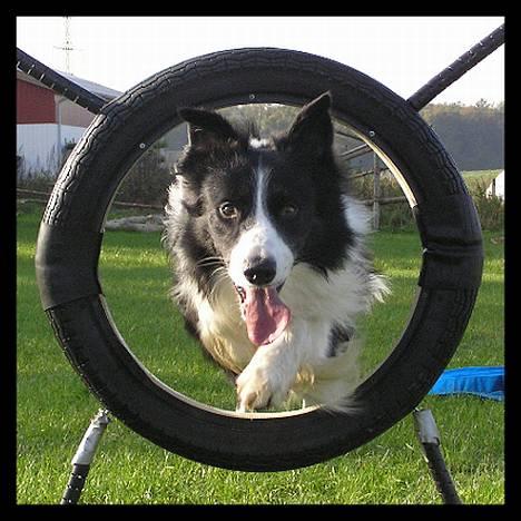 Border collie Tarco *himmelhund* - Tarco der springer igennem hjulet til agility. billede 10