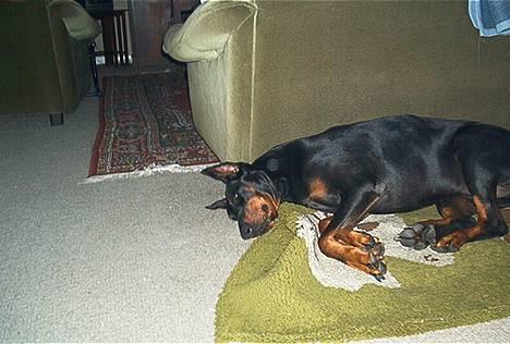 Dobermann (Genning's Sultan) Pinta billede 2