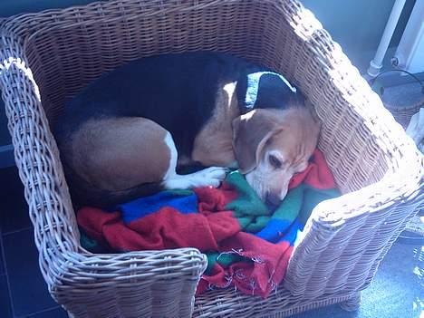 Beagle Tilde - Sover i sin Prinsesse kurv billede 3